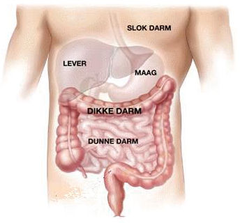 darm